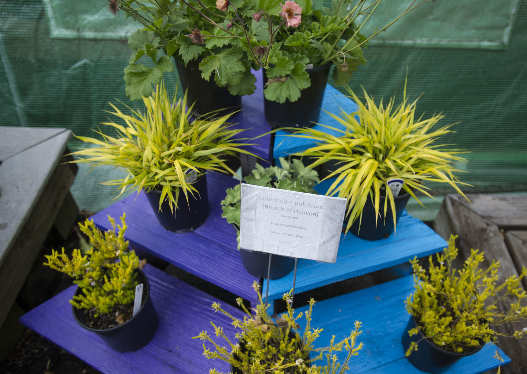 Van Tassel's Nursery